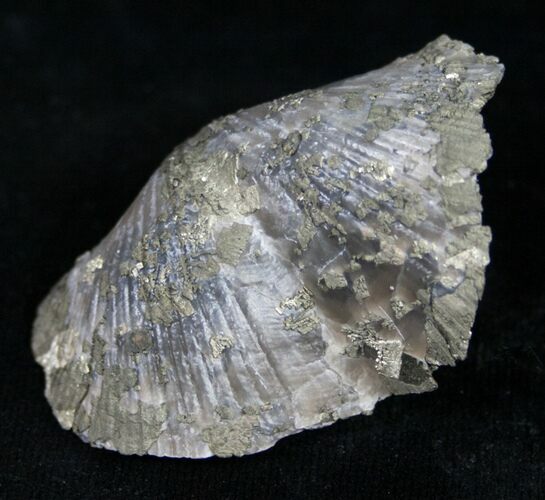 Large Pyrite Replaced Brachiopod - Silica Shale #8807